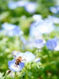 【茨城×茨城フラワーパーク】関東屈指のシャガの群生地 森の中でキラキラと輝く