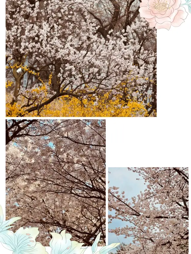 Walking into Spring: Seongnae Stream's Cherry Blossom Lane