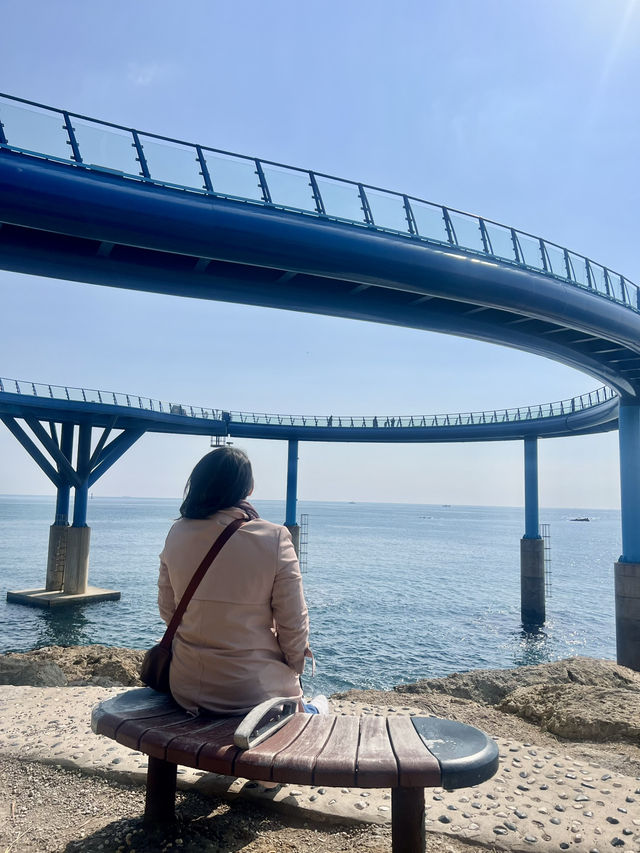 Cherry Blossoms in Busan and Seoul SK 2025