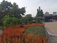 [🇯🇵京都] 花に癒されるひととき、京都府立植物園を訪れてみませんか？