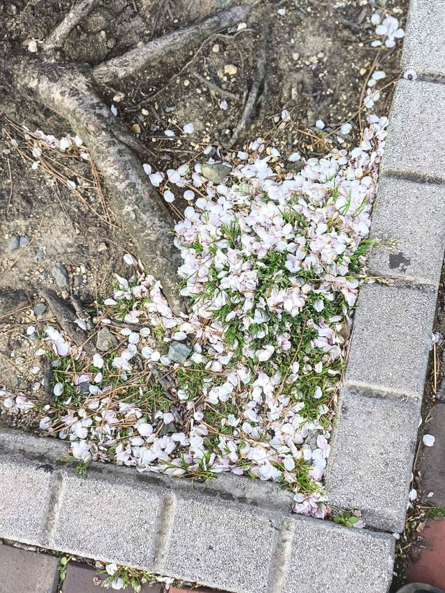 韓國 釜山 海雲台 迎月路賞櫻