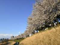 安養川（アニャンチョン）の桜並木で春散歩🌸🌿