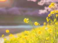 Pink & Gold Paradise — Discover Spring Early at Minami no Sakura to Nanohana Matsuri