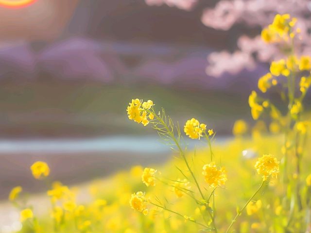 Pink & Gold Paradise — Discover Spring Early at Minami no Sakura to Nanohana Matsuri
