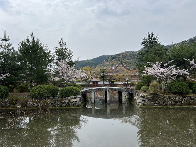 🍃 교토 텐류지(天龍寺), 마음까지 맑아지는 순간 🌸