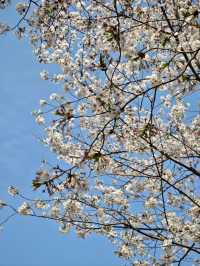 Guangfulin Cherry Blossom Season – A Perfect Blend of History and Spring Beauty