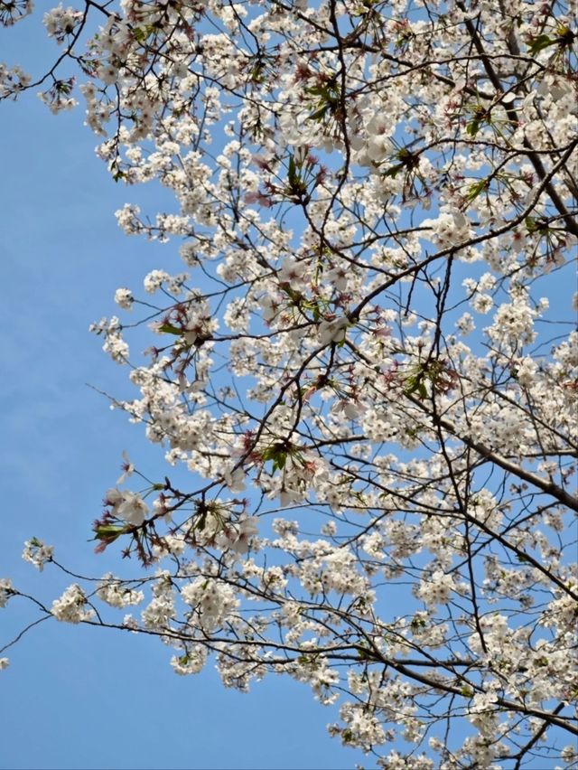 Guangfulin Cherry Blossom Season – A Perfect Blend of History and Spring Beauty