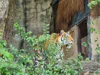 Khao Kheow Open Zoo 
