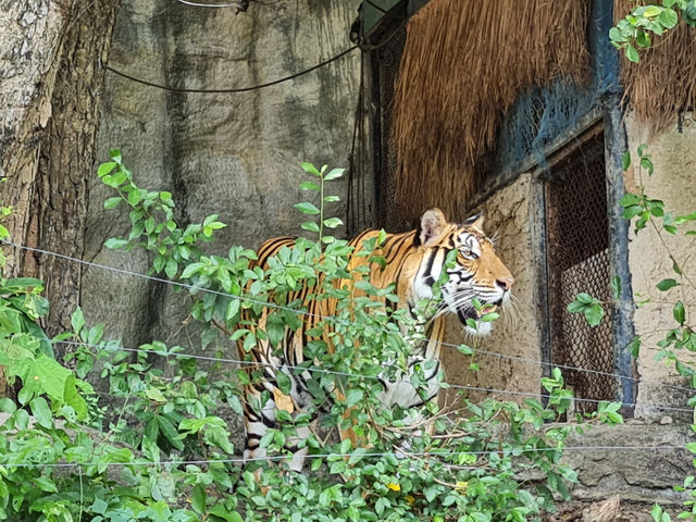 Khao Kheow Open Zoo 