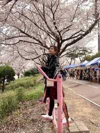Spring Serenity in Busan: A Dreamy Sakura Escape Along Nakdong River!