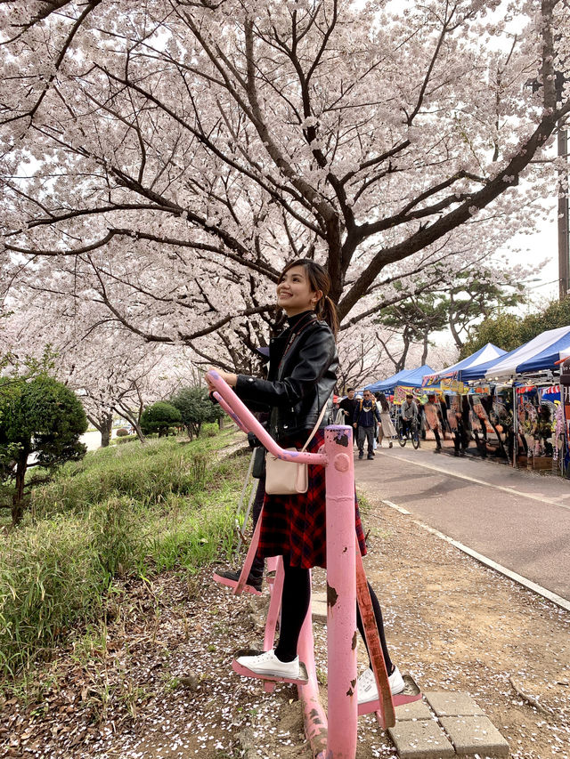 Spring Serenity in Busan: A Dreamy Sakura Escape Along Nakdong River!