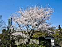 名古屋賞櫻，春光爛漫的東山動植物園