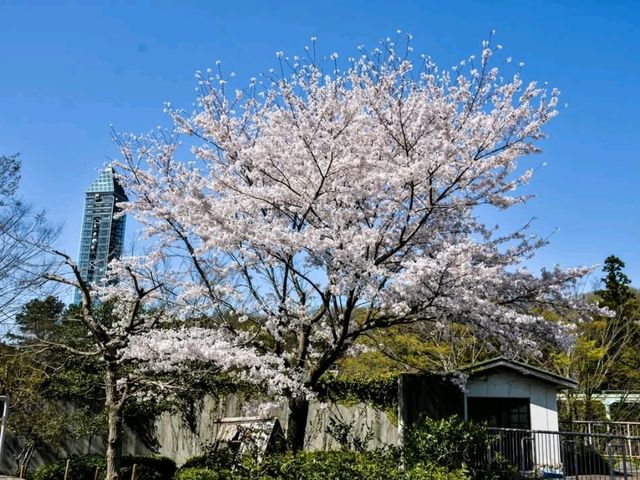 名古屋賞櫻，春光爛漫的東山動植物園