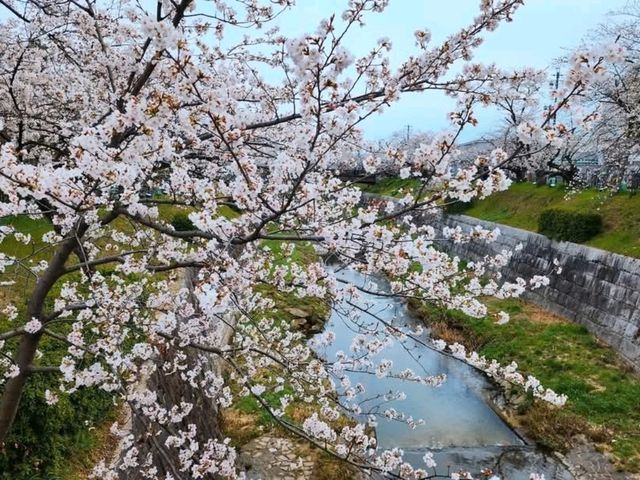 名古屋-山崎川四季之路，日本百佳賞櫻勝地