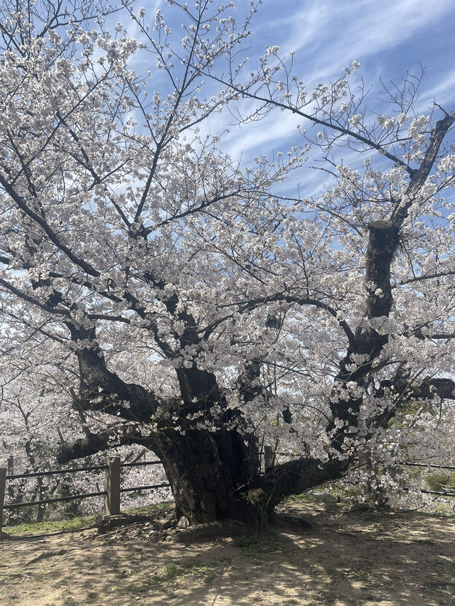 福岡櫻花富翁