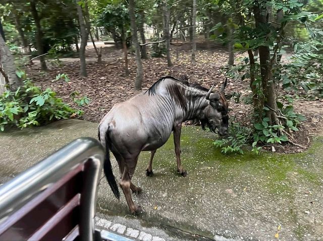 치앙마이 나이트사파리
