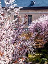Kyoto Prefectural Office Old Building — A Hidden Cherry Blossom Sanctuary