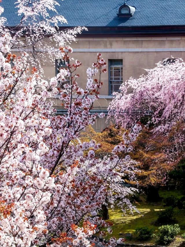 Kyoto Prefectural Office Old Building — A Hidden Cherry Blossom Sanctuary