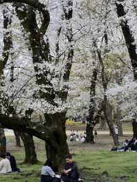 🌸Tokyo Hidden Cherry Blossom Route | Kinuta Park & Shukugawara (with guide)🌸