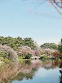 🌸 Shinjuku Gyoen: Tokyo's Ultimate Romance with Fewer Crowds and Plenty of Blossoms! 🌸