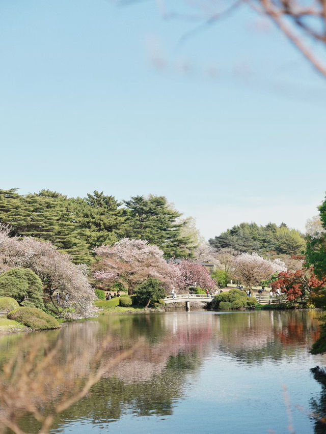 🌸 Shinjuku Gyoen: Tokyo's Ultimate Romance with Fewer Crowds and Plenty of Blossoms! 🌸