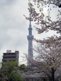 東京｜隅田公園的櫻花盛宴