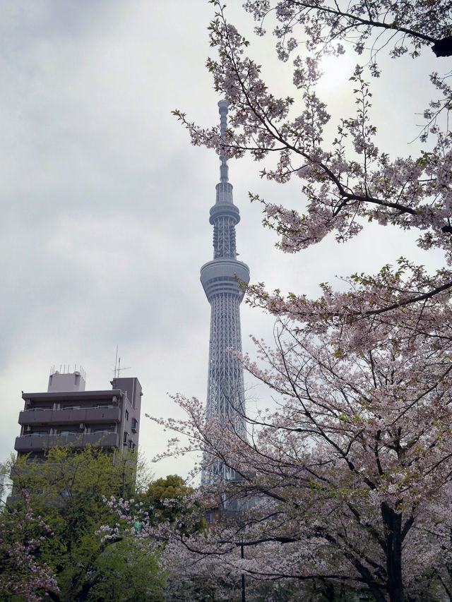 東京｜隅田公園的櫻花盛宴
