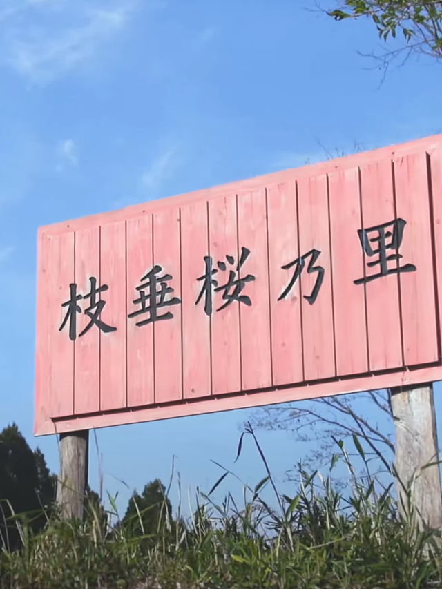 Kyushu Cherry Blossom Recommendations! The Stunning Cherry Blossom Season—Don’t Miss Out!