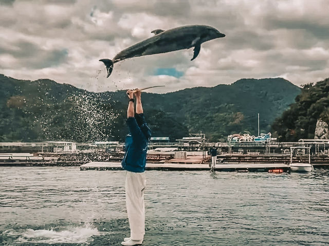 Swim with Dolphins in Kyushu: A One-Day Escape to Youra, Tsukumi