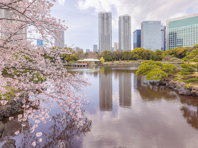 🌸 Hamarikyu Gardens: Sakura, Tea & Ocean Breezes – Tokyo’s Best-Kept Secret! 🌸