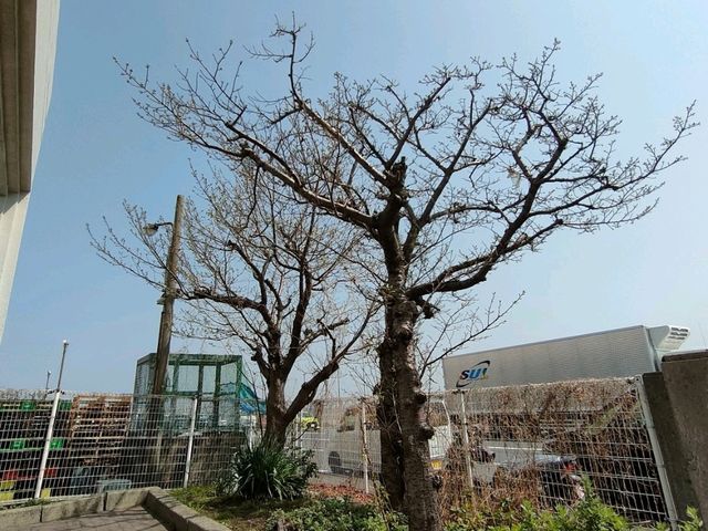東京的春天
