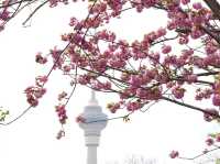 🌸 Yuyuantan Park: Beijing’s Pink Paradise You Can’t Miss! 🌸