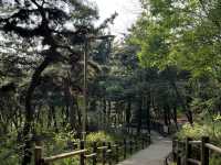 Namsan Vibes: Hike, Snap, Explore!