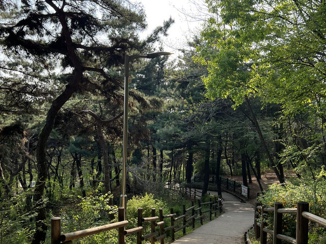 Namsan Vibes: Hike, Snap, Explore!
