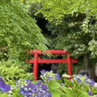 【鎌倉】花の寺として親しまれている長谷寺 見所満載