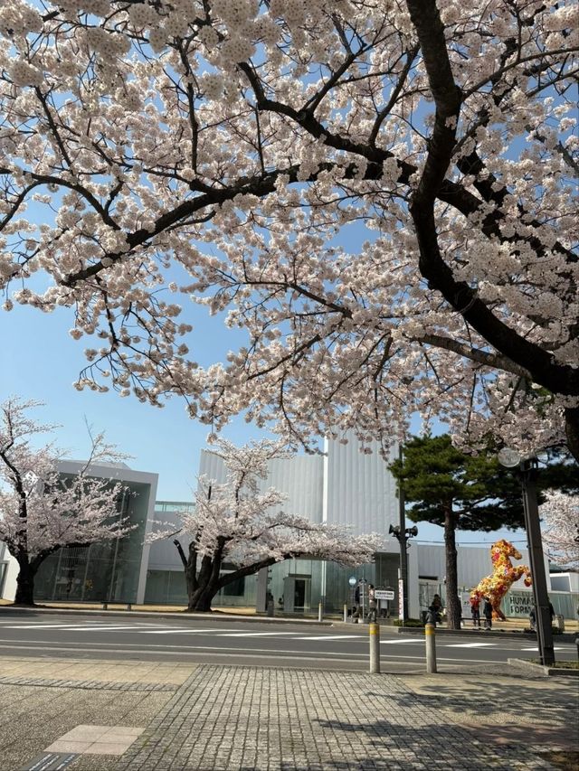 Towada Art Center Sakura | Where Petals Meet Installations
