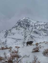 Breathing the Sky: A Calm Escape to Yak Meadow (牦牛坪) on Jade Dragon Snow Mountain