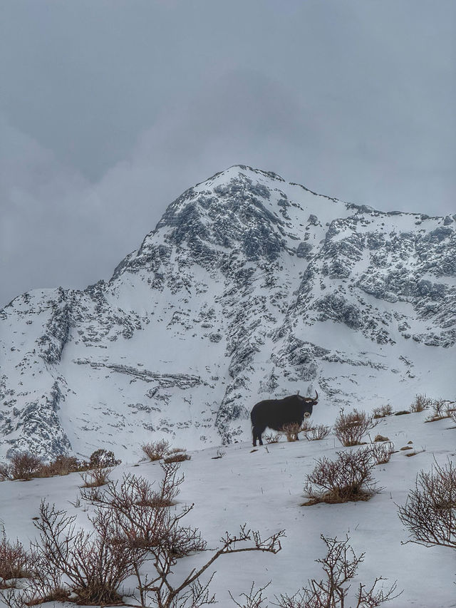 Breathing the Sky: A Calm Escape to Yak Meadow (牦牛坪) on Jade Dragon Snow Mountain
