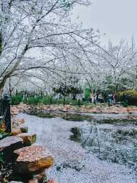 Falling Blossoms at Lu Xun Park, Shanghai