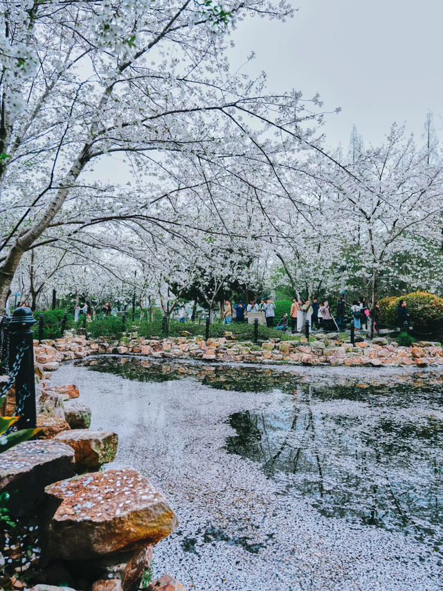 Falling Blossoms at Lu Xun Park, Shanghai