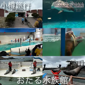 小樽旅行✈️おたる水族館🦭🐧🐬