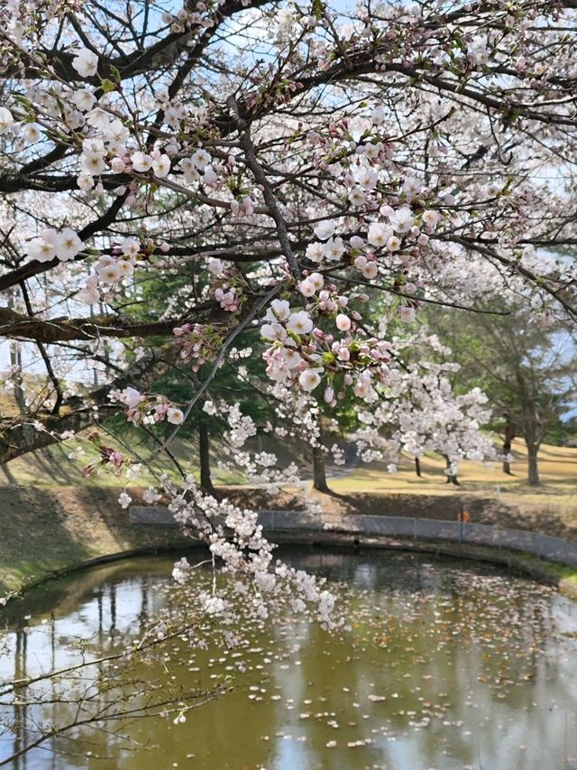 來日本 選對季節 處處是櫻花