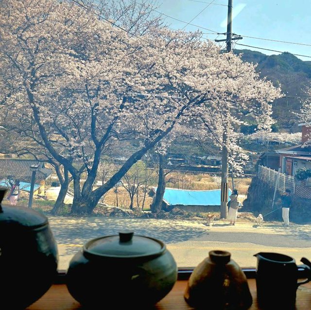 Hwagae Cherry Blossom Road