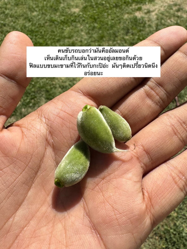 EP.4 ทริปแคชเมียร์ จะได้เป็นนักท่องเที่ยวกี่โมง 🇮🇳