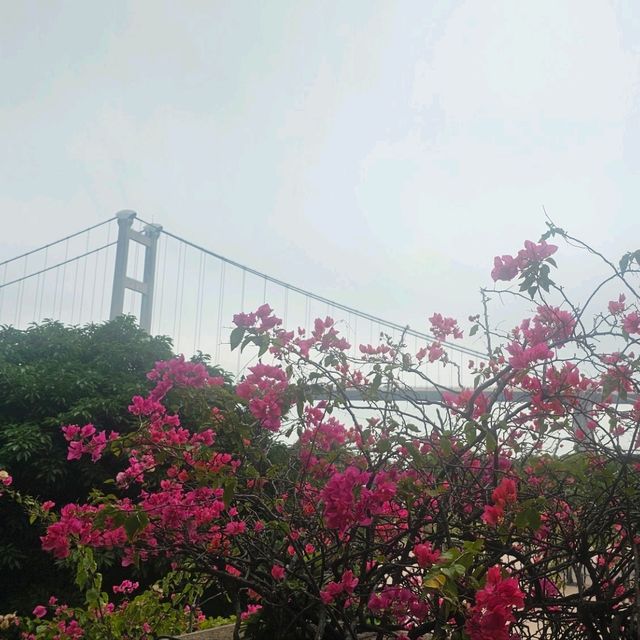 處處都是青馬大橋的美景