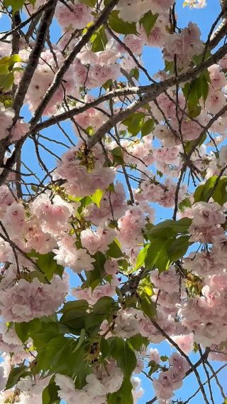  The Beauty of Spring in Shizuoka 