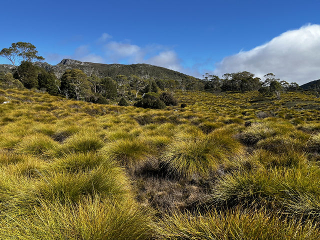 Discover the scenic view & wombats sightings at Cradle Mountain Ronny Creek walk