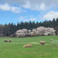 A Spring Day at Koiwai Farm