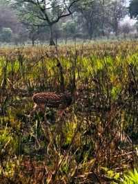 Into the Wild: A Magical Journey through Chitwan National Park