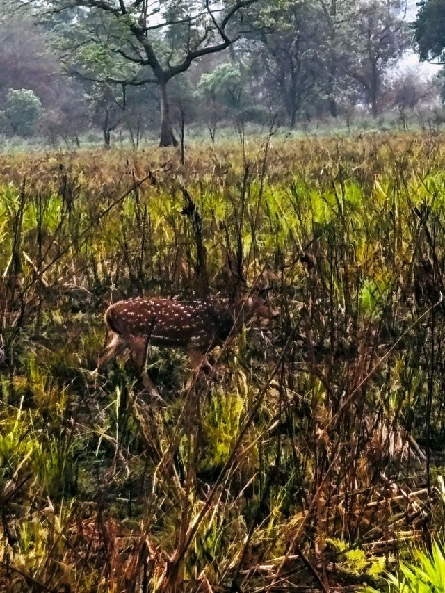 Into the Wild: A Magical Journey through Chitwan National Park
